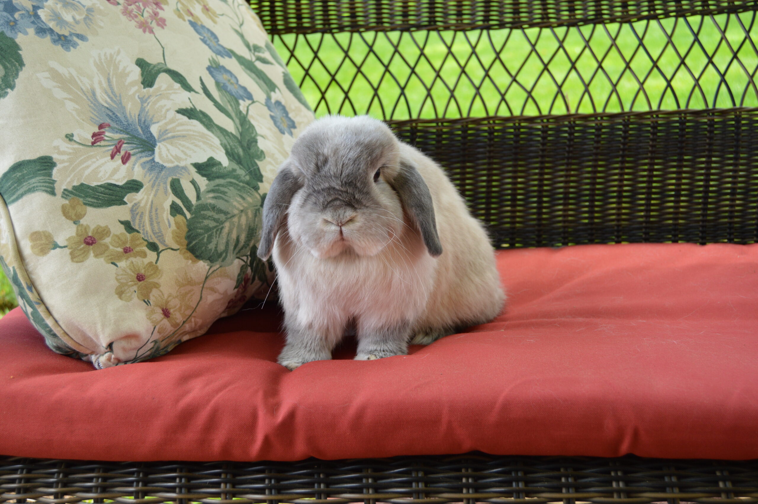 Rabbit Care Basics