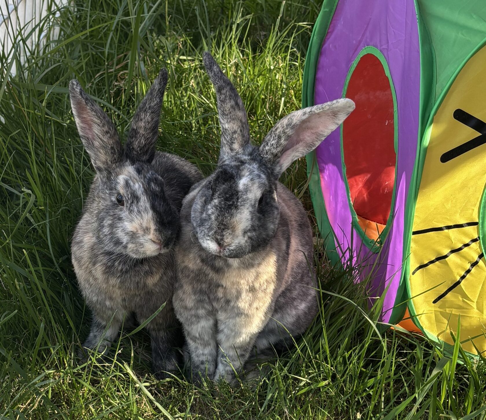 Rabbit Require Intentional Care
